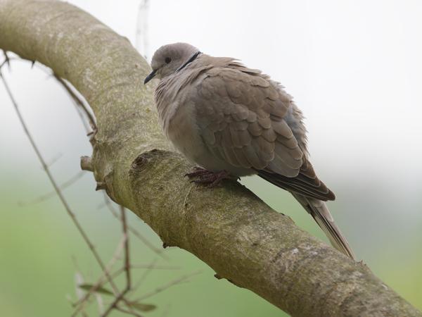 Turkse tortel (Streptopelia decaocto)